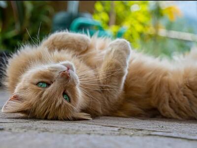 La morte di gatti nel Compitese continua